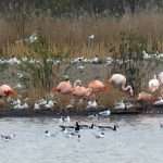flamingo Zwillb Venn