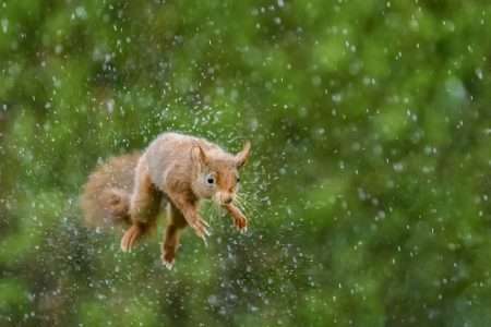 Spektakel in eigen tuin – Natuur in beeld