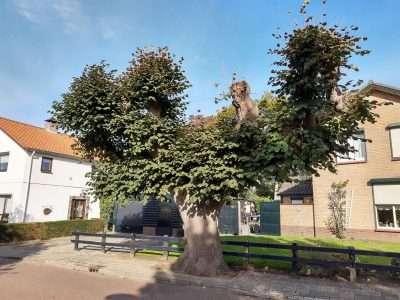 Monumentale linde Hengelo (Gld) blijft behouden