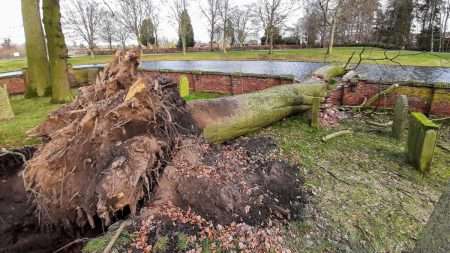 Omgewaaide boom kerkhof