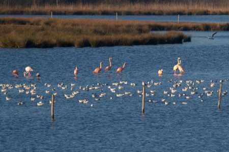 Flamingo’s terug in Zwillbrocker Venn