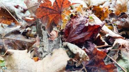 Herfstbladeren