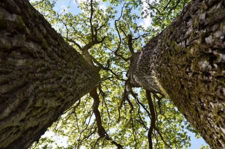 Bomen