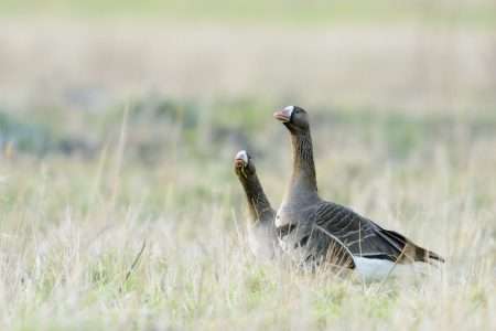 Overwinteraars uit Arctische oorden