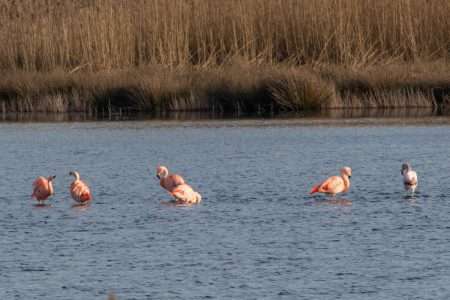 Vroege vogels in het Zwillbrocker Venn