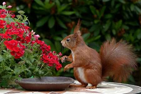 Vier tips om lokale dieren te zien