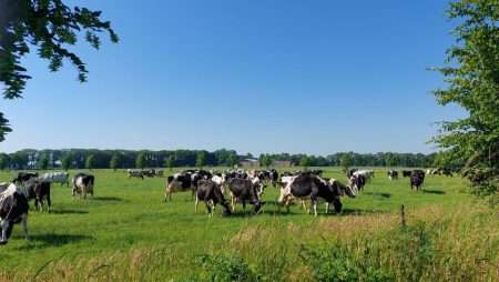 Gemeente stimuleert duurzaam boeren met kruidenrijk grasland initiatief