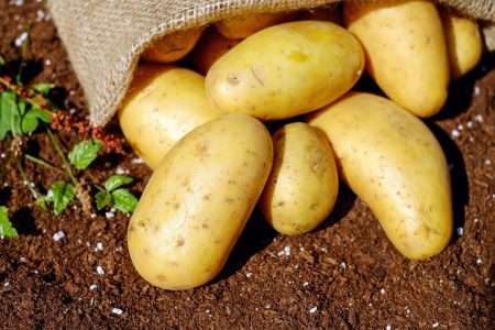 Nationale aardappelrooidag: Lensink aardappelen in Aalten opent akkers