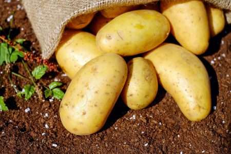 aardappel