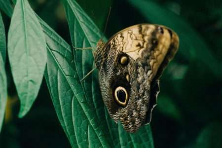 Foto door Diana Chaplin: https://www.pexels.com/nl-nl/foto/close-up-fotografie-van-owl-butterfly-neergestreken-op-groen-blad-1242454/
