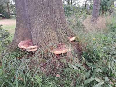 Fotowedstrijd ‘Herfst in Berkelland’ georganiseerd door Natuurpark Kronenkamp