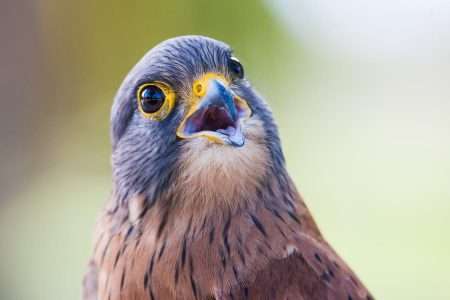 Jaarlijkse Vogeltentoonstelling door De Gevleugelde Zanger in Lichtenvoorde