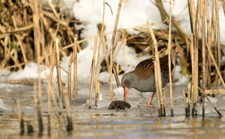 Winter Ontmaskert de Verborgen Waterral in het Gelderse Landschap