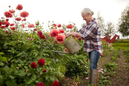 Lezing over dahlia’s in bieb Lichtenvoorde