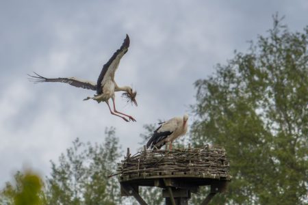 Ooievaars terug op ‘Paters Kamp’