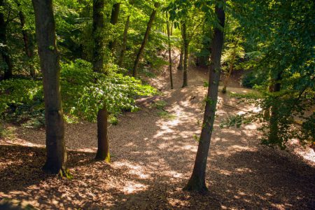 Stevige wandeling, Lochemse Berg