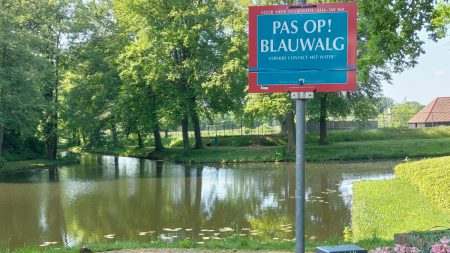 Blauwalg Geconstateerd in Grolse Gracht