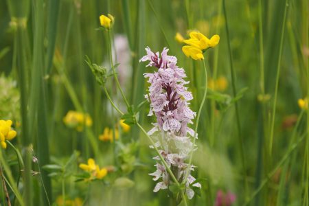 Orchideeënwandeling, Lindese Laak