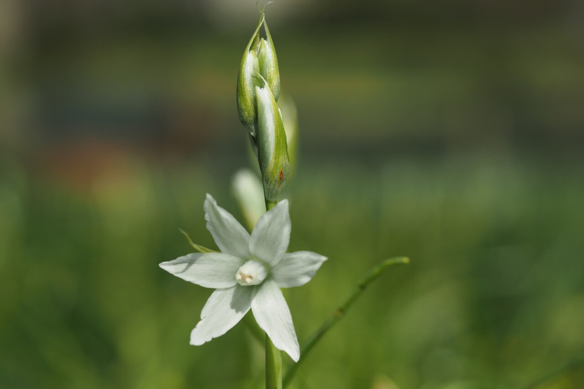 Voorjaar in aantocht, De Voorst – ’t Velde