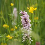 Orchideeenwandeling-fotograaf-Nico-Kloek