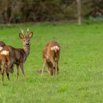 midzomeravondwandeling-Verwolde-foto-Ton-Rothengatter