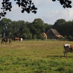 Zomerwandeling_-Kieftskamp---Nico-Kloek