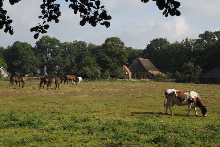 Zomerwandeling_-Kieftskamp---Nico-Kloek
