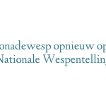 Limonadewesp opnieuw op 1 in Nationale Wespentelling