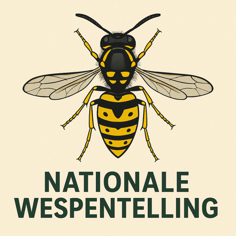 wespentelling