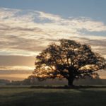 Landgoed Vorden weiland met boom - Foto: Nico Kloek