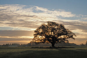 Landgoed Vorden weiland met boom - Foto: Nico Kloek