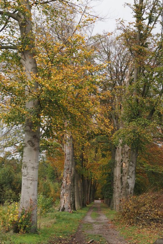 Herfst_Bospad-_Hagen_Nico-Kloek