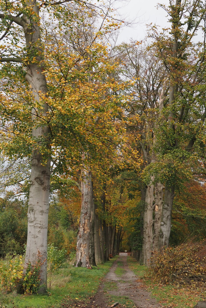 Herfst_Bospad-_Hagen_Nico-Kloek
