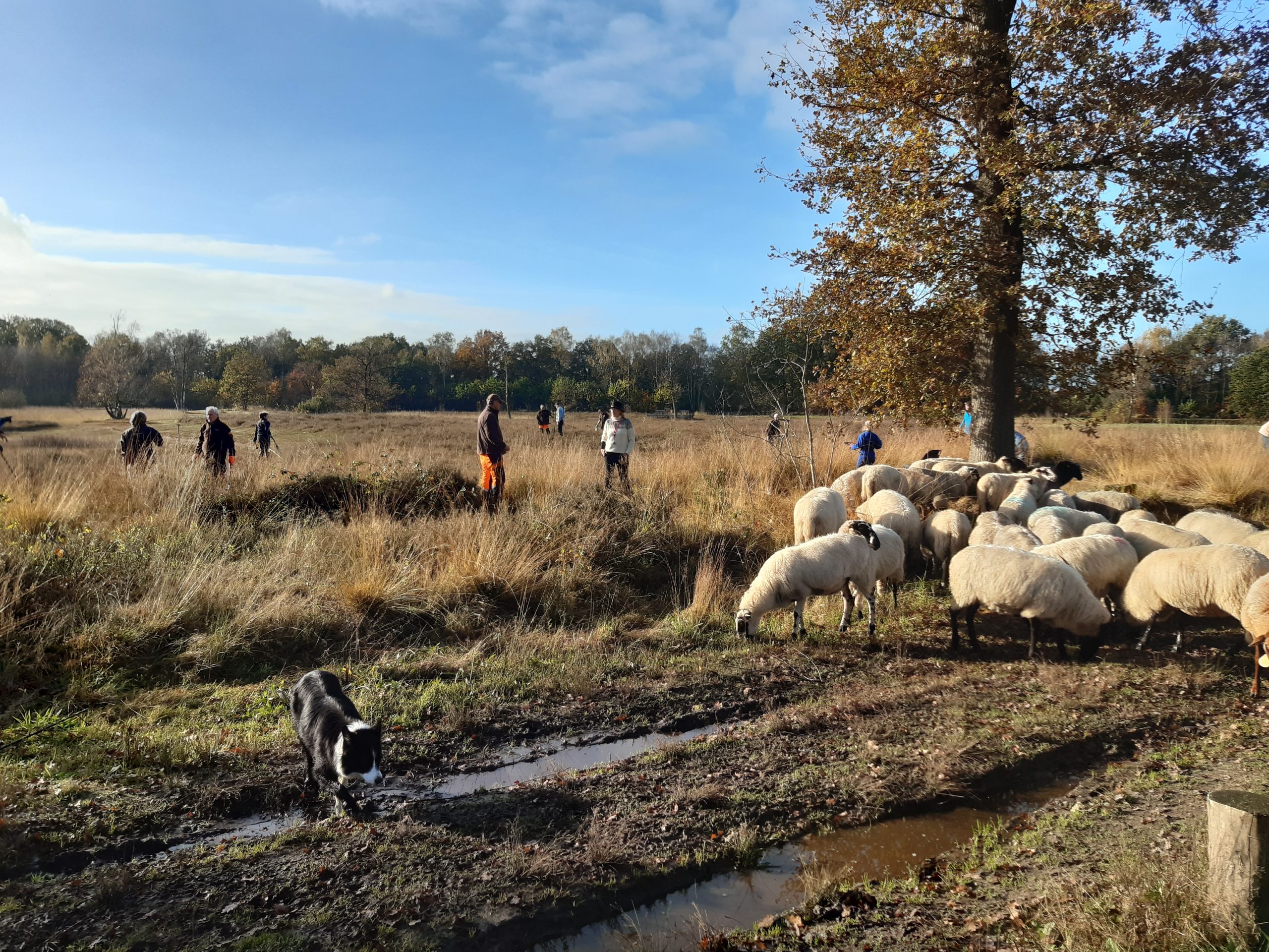Natuurwerkdag Beekvliet 2025: samen aan de slag voor de natuur