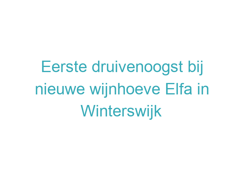 Eerste druivenoogst bij nieuwe wijnhoeve Elfa in Winterswijk