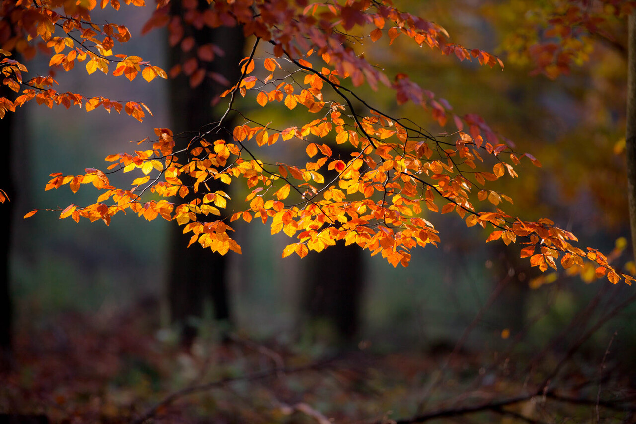 Nachtwandeling op de Lochemse Berg tijdens Nacht van de Nacht