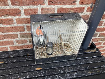 251125 gestroopte goudvink