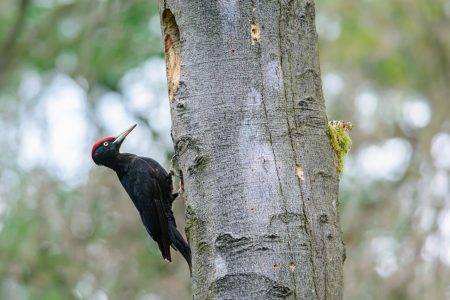 winter-in-de-driemark-foto-onbekend