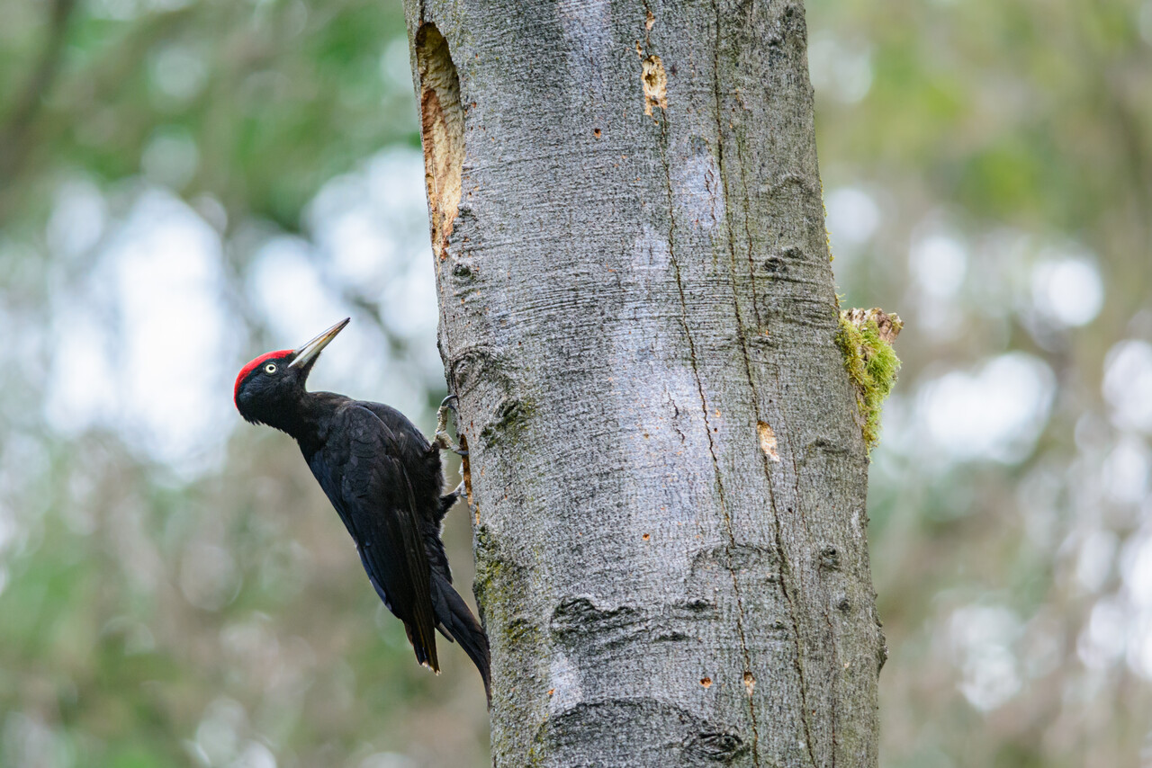 Winterwandeling op De Driemark bij Winterswijk