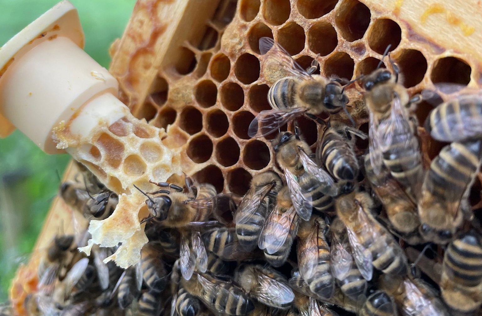 NEEDE — Presentatie en rondleiding bij bijen op Kronenkamp in Neede