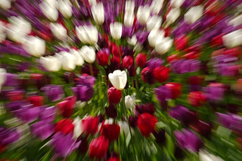 Afbeelding thema Lente, Frank Vinkenvleugel