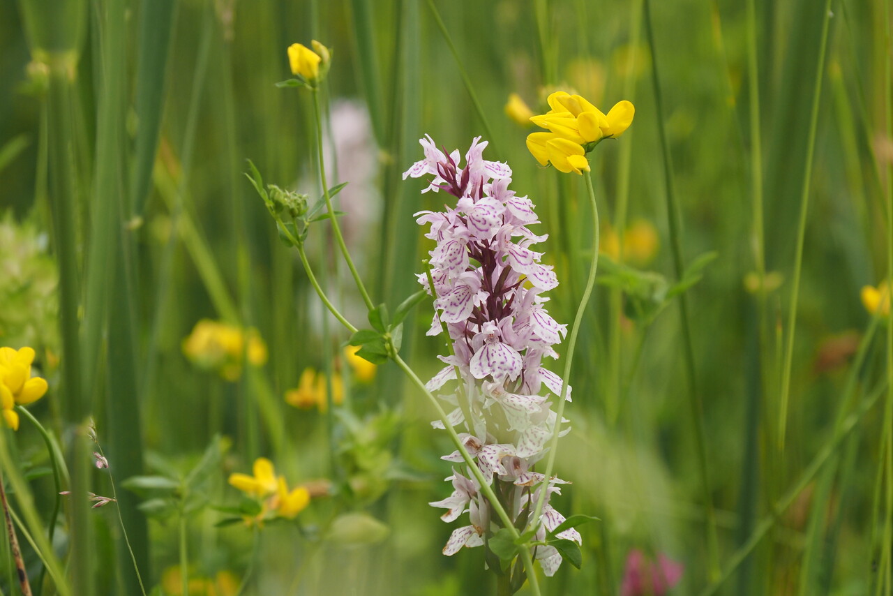 Orchideeenwandeling-Lindese-Laak-fotograaf-Nico-Kloek