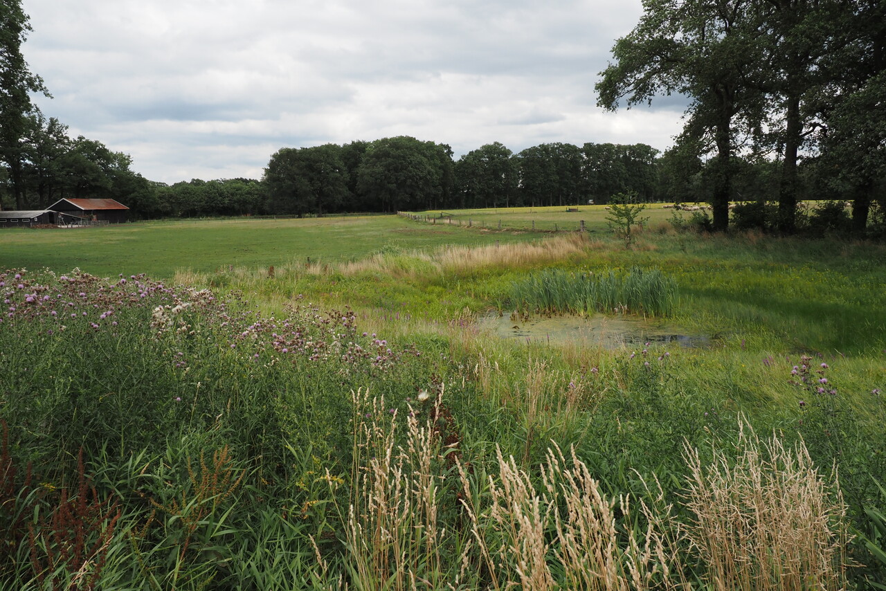 Boswachters leiden uitdagende wandeling door Ratum