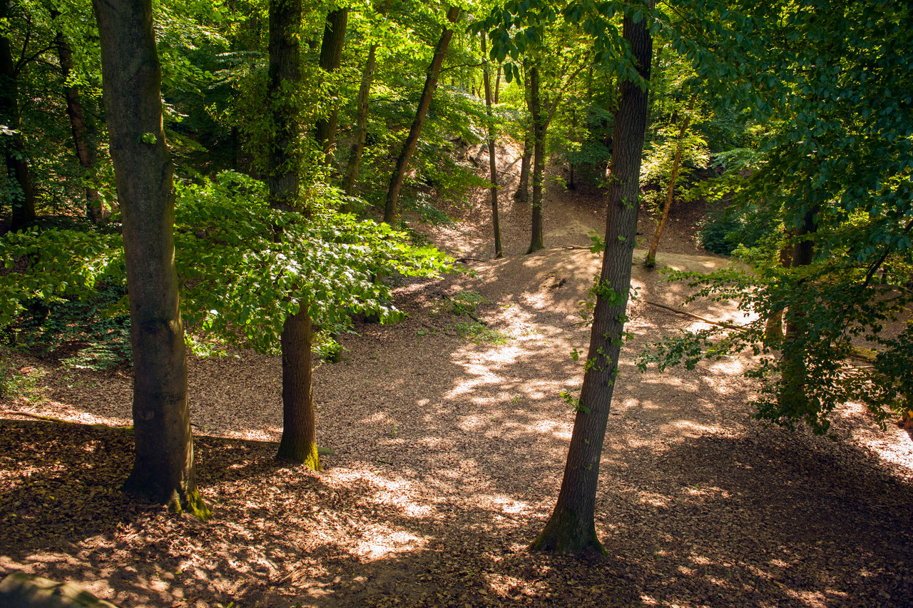 Zomerwandeling over de Lochemse Berg met boswachter
